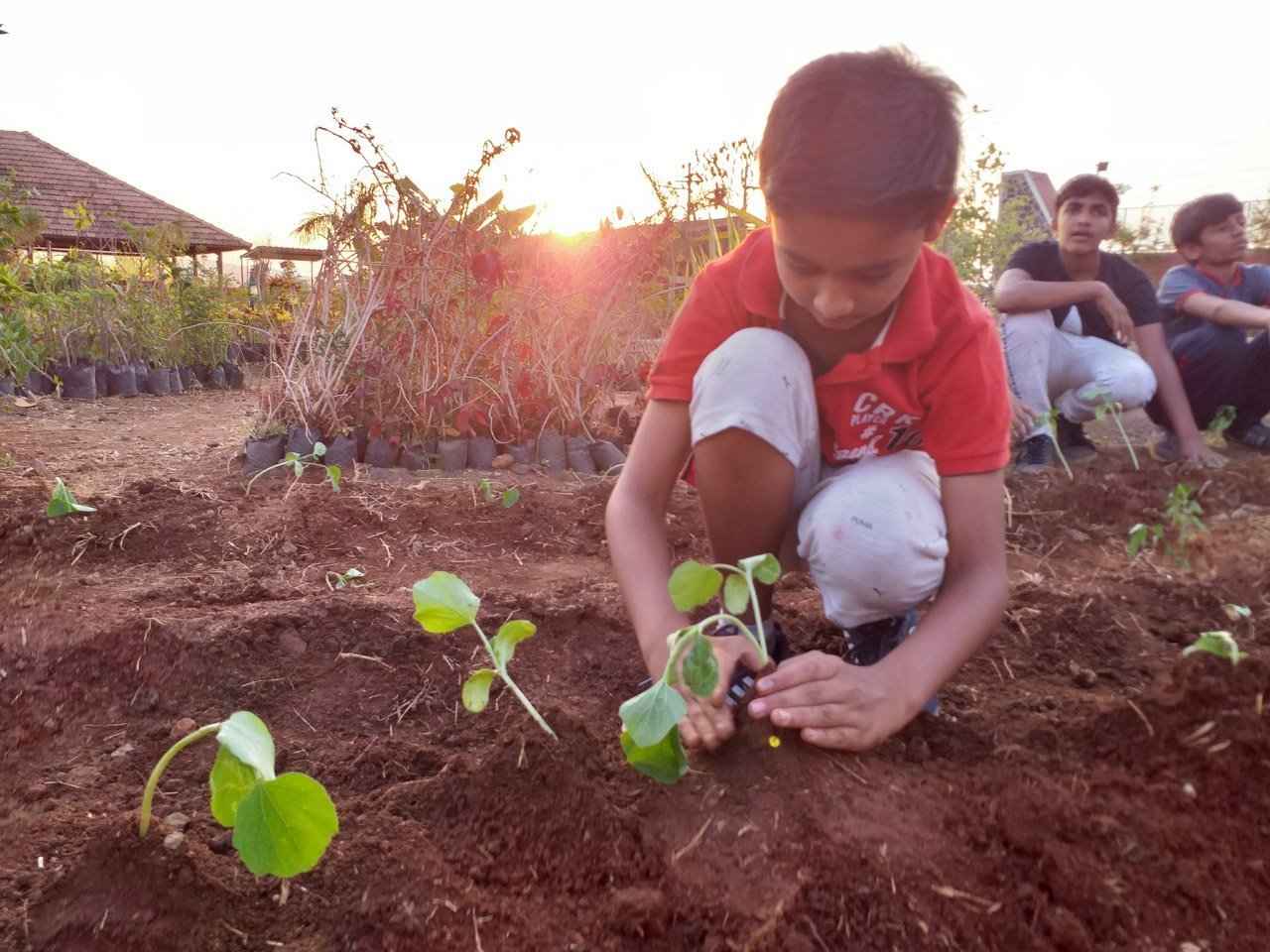 plant_a_tree_at_resort_activity