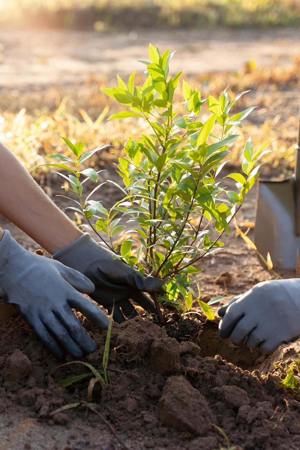 plantation_drive_in_nature