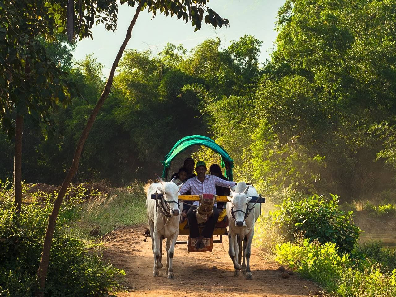 family_friendly_bullock_cart_ride