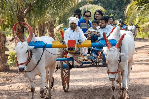 heritage_bullock_cart_activity_resort_near_me