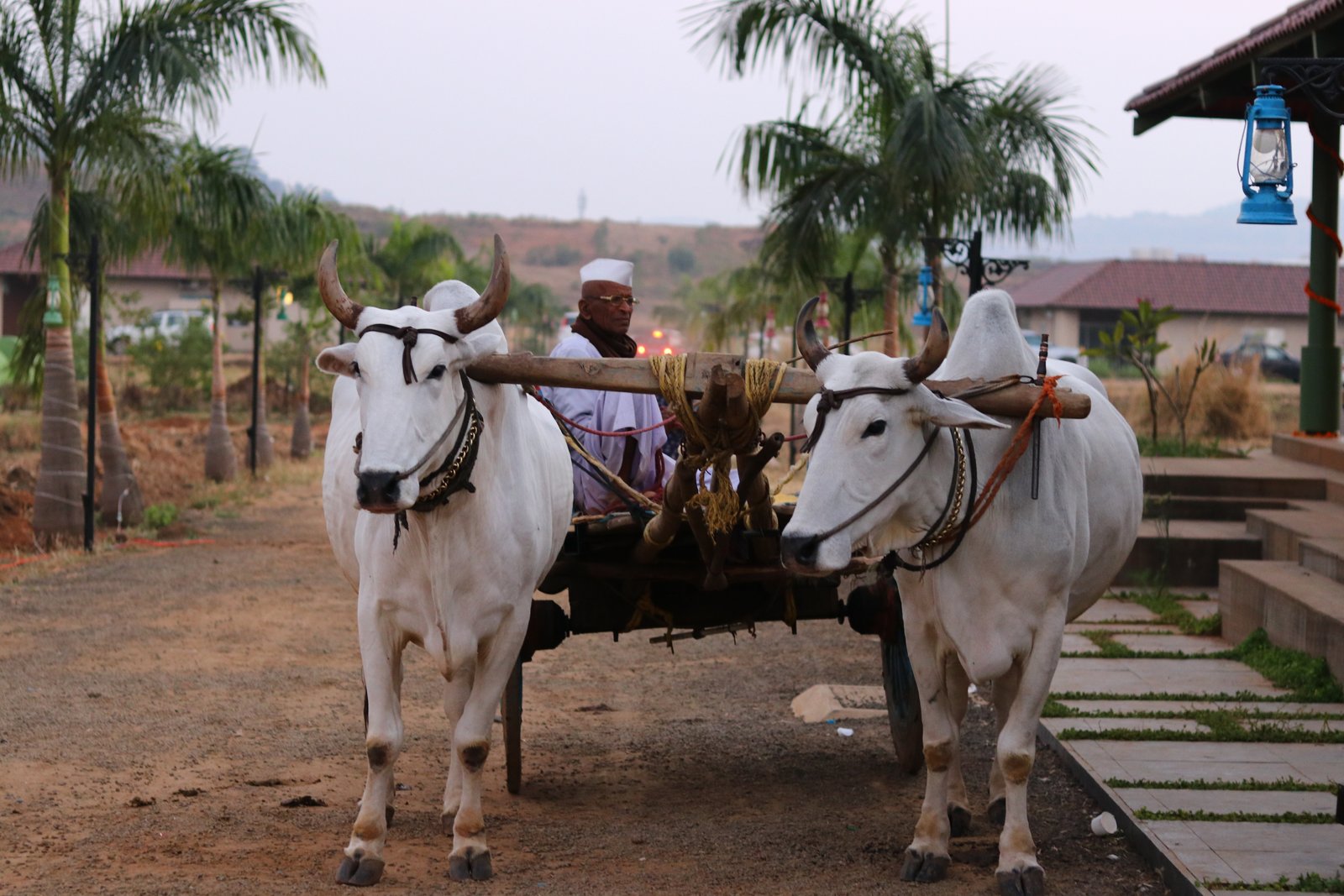 traditional_bullock_cart_experience