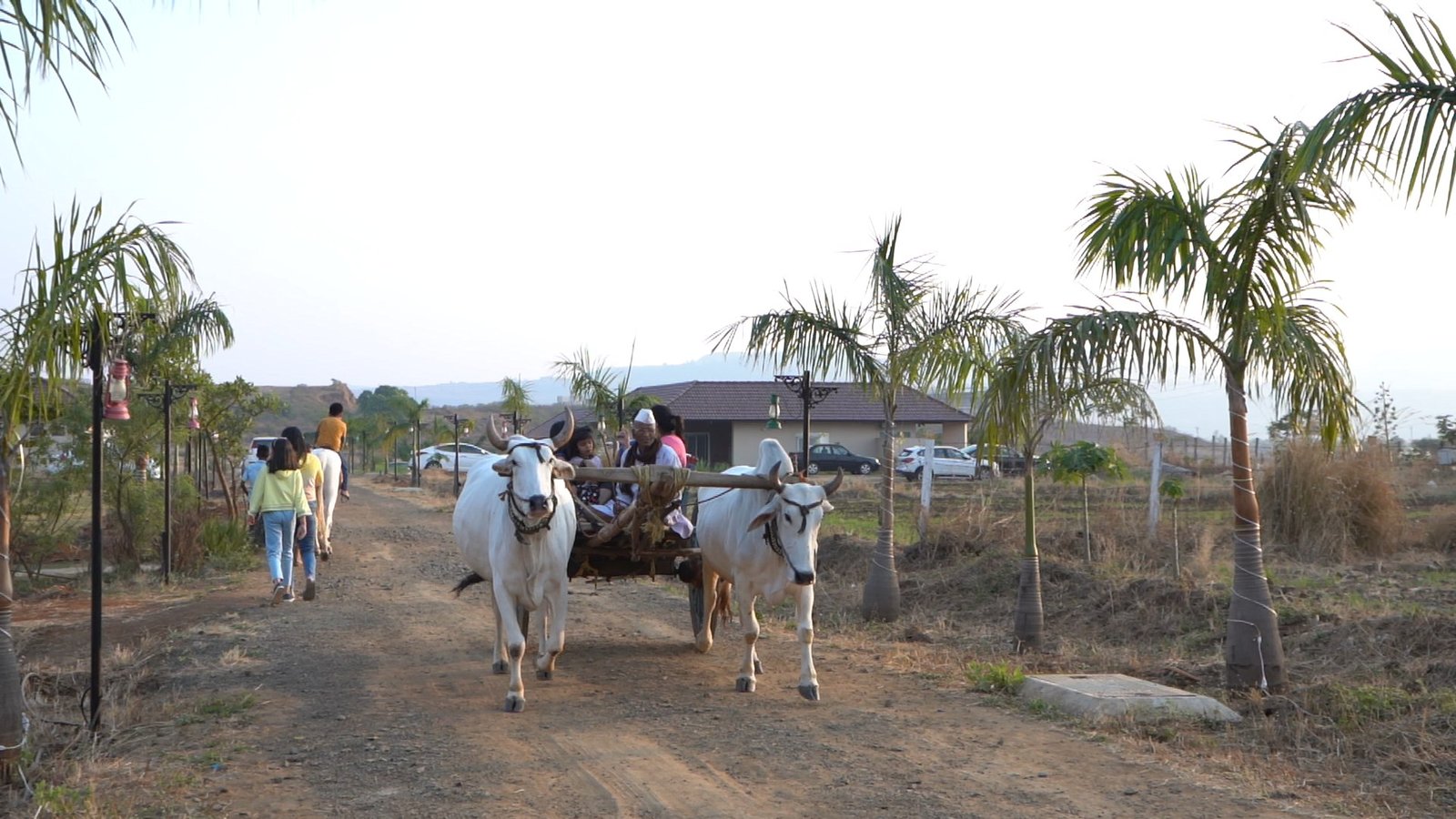 bullock_cart_rides_in_igatpuri