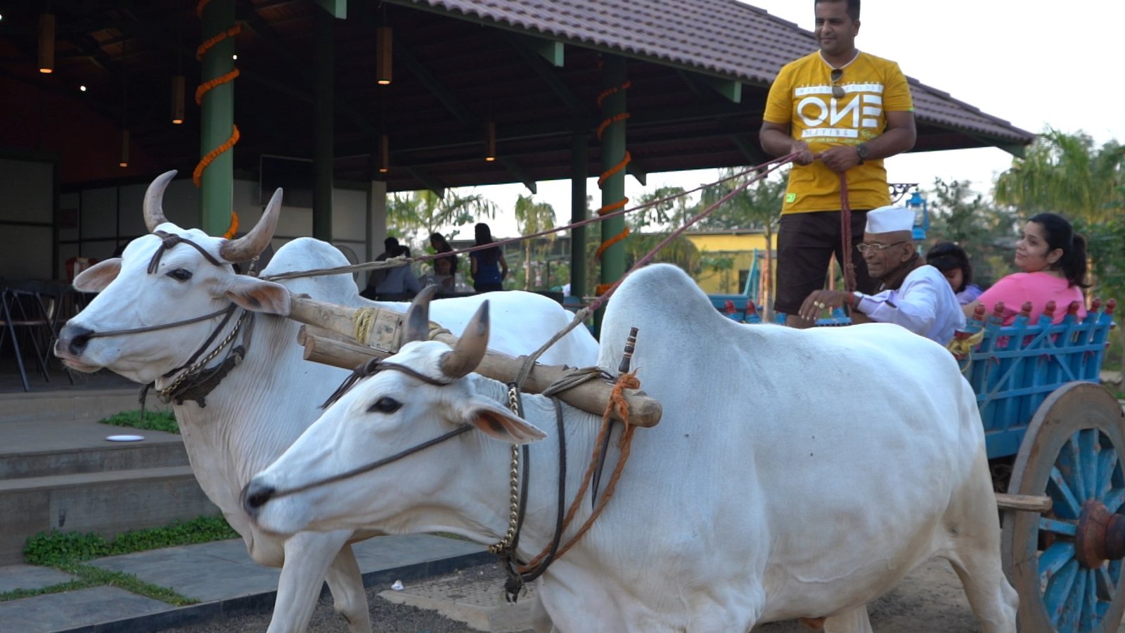 eco_friendly_bullock_cart_experience