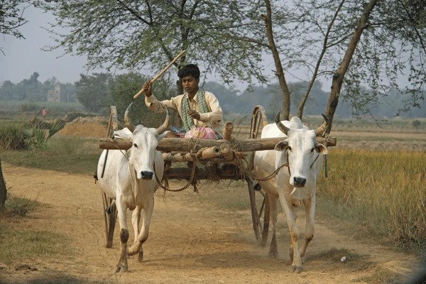 bullock_cart_ride_in_nature