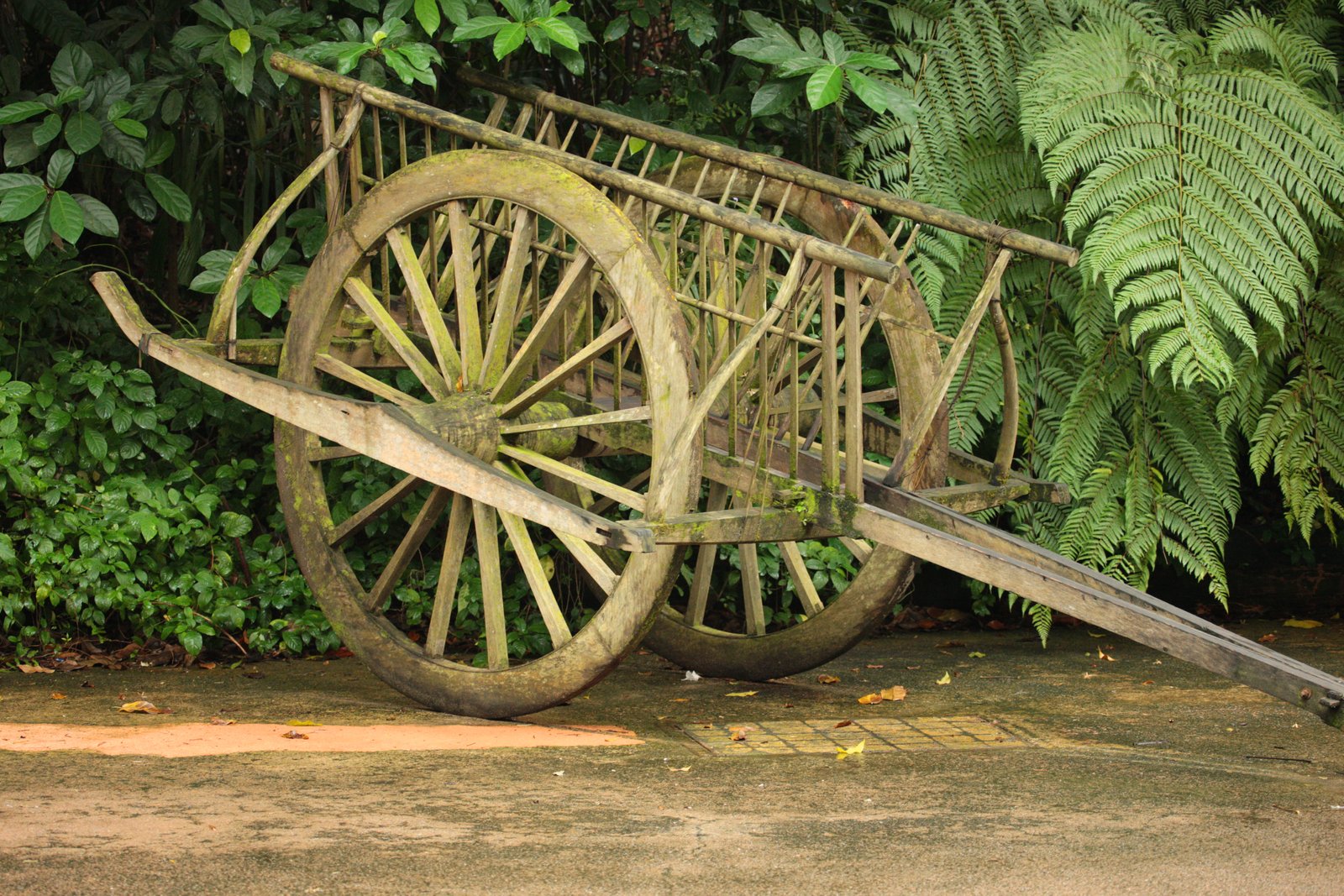 cultural_bullock_cart_ride